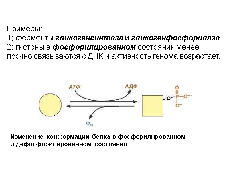 Примеры: 1) ферменты гликогенсинтаза и гликогенфосфорилаза 2) гистоны в фосфорилированном состоянии менее прочно связываются